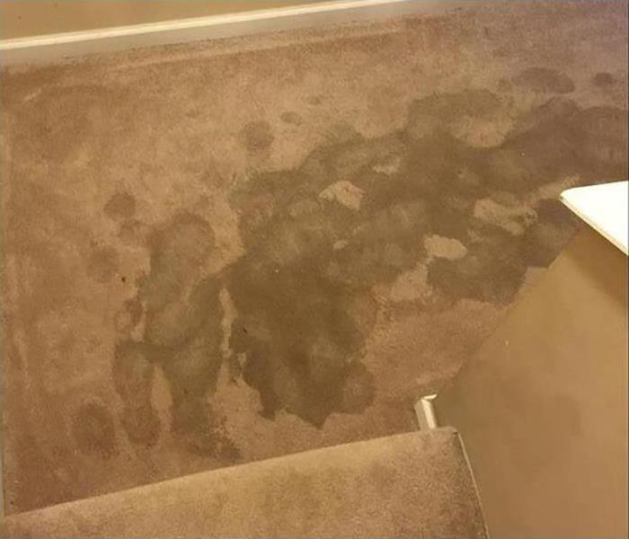 Wet carpet with foot prints. 