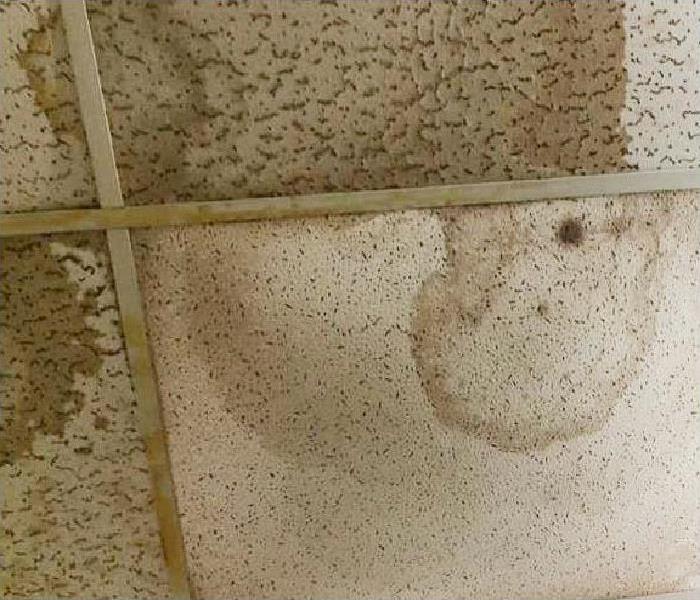 mold growing on ceiling tiles