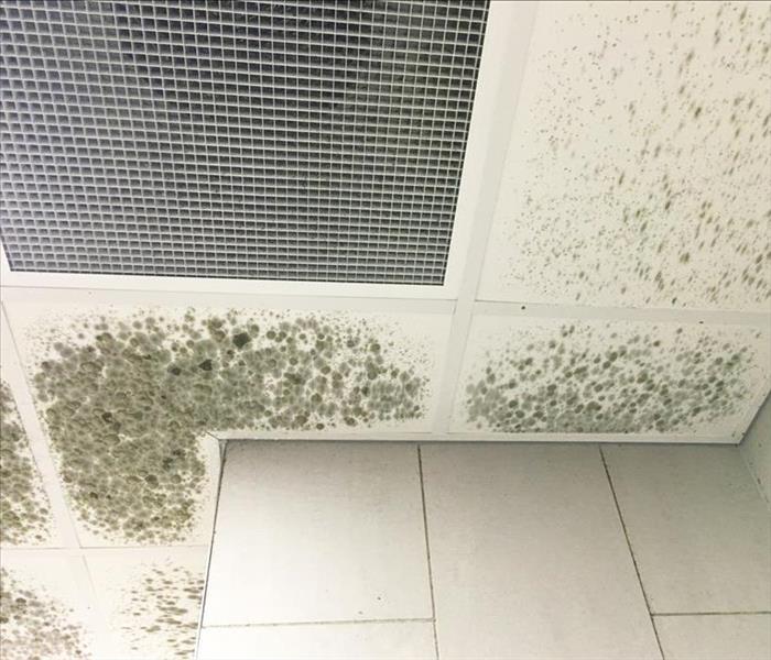 mold damage ceiling